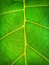 the vein leaf background.