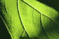 Vein of a leaf. Vegetation and nature. Closeup of a leaf.