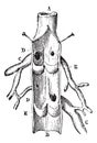 Vein Longitudinal section, vintage engraving