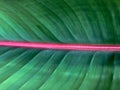 vein of a tropical leaf