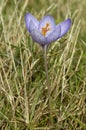 Veined Autumn Crocus - Crocus speciosus