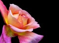 Veined bright colorful rose macro of a yellow pink orange violet blossom on black