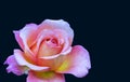 Veined bright rose macro in vintage painting style on dark blue background