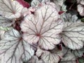 Heuchera `Indian Summer Huckleberry`