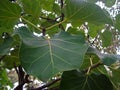 A VEINED LEAF OF LARGE-LEAVED ROCK FIG ON A TREE