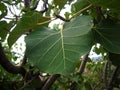 VEINED LEAF OF LARGE-LEAVED ROCK FIG ON A TREE Royalty Free Stock Photo