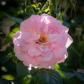 Veined pink white rose blossom macro, natural blurred green background Royalty Free Stock Photo