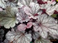 Heuchera `Indian Summer Huckleberry`