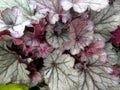 Heuchera `Indian Summer Huckleberry`