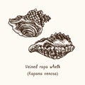 Veined rapa whelk Rapana venosa couple. Ink black and white doodle drawing in woodcut style