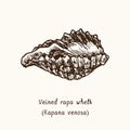 Veined rapa whelk Rapana venosa. Ink black and white doodle drawing in woodcut style