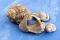 Veined rapa whelks, or Rapana venosa, on bright blue background