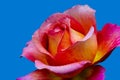 Veined rose macro of a yellow pink red violet blossom on bright blue background