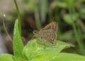 Veined Scrub Hopper, Aeromachus stigmata, Butterfly, Sikkim, India