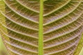The veins on the abaxial side of a leaf illuminated by the sunlight Royalty Free Stock Photo