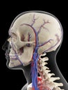 The veins and arteries of the head