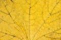 Veins of a dry maple leaf. Autumnal texture macro shot. Patterned background Royalty Free Stock Photo