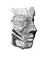 Veins on face in the old book D`Anatomie Chirurgicale, by B. Anger, 1869, Paris