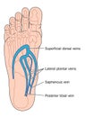 Veins of the foot