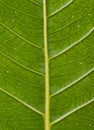 Veins of a green leaf showing angles