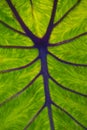 Veins of a green leaf showing details.