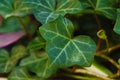 Veins of a green leaf showing details.