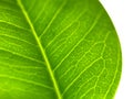 veins of the green leaves close-up with white background