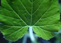 Veins in leaf