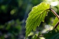 Leaf with sunlight in the forest