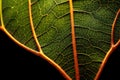 veins of a leaf under magnified view