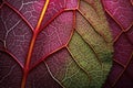 veins of a leaf under magnified view