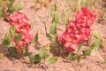 Veiny Dock Flowers Rumex venosus Or Wild Begonia Red Wildflowers Royalty Free Stock Photo