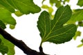 Veiny Fig Leaf 02