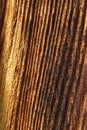 Veiny wood pattern