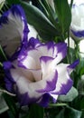 Violet with white Eustoma Lisianthus. white petals with violet borders. Bouquet with a holiday