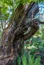Gnarly Deadwood Tree