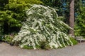 Large Plant With White Flowers