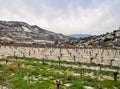 Veiw of vineyards on the slopes of the Troodos mountains at the beginning of March. Cyprus Royalty Free Stock Photo