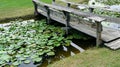 A beside veiw of a wooden bridge over a lilies pond with green grass in the background Royalty Free Stock Photo