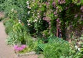 Velchenblau rambling rose with purple magenta flowers, at Eastcote House Gardens, historic walled garden, London UK Royalty Free Stock Photo