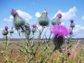 Close up of velcro plant in blossom in the field. Royalty Free Stock Photo