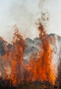 Veld Fire Royalty Free Stock Photo