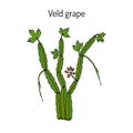 Veld grape cissus quadrangularis , medicinal plant Royalty Free Stock Photo