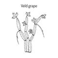 Veld grape cissus quadrangularis , medicinal plant