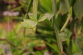 Veld grape, devil`s backbone or adamant creeper Royalty Free Stock Photo