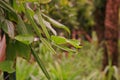 Veld grape, devil`s backbone or adamant creeper Royalty Free Stock Photo