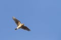 Veldleeuwerik, Eurasian Skylark, Alauda arvensis Royalty Free Stock Photo