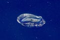 Velella jellyfish on deep blue sea back