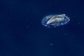 Velella jellyfish on deep blue sea back