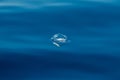 Velella jellyfish on deep blue sea back